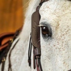Bridon en cuir noir avec muserolle combinée et frontal orné de strass – accessoire de filet pour cheval disponible chez B-Alezane