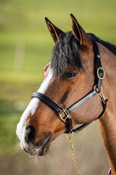 Chargez l'image dans la visionneuse de la galerie, Licol cuir bombé doublé