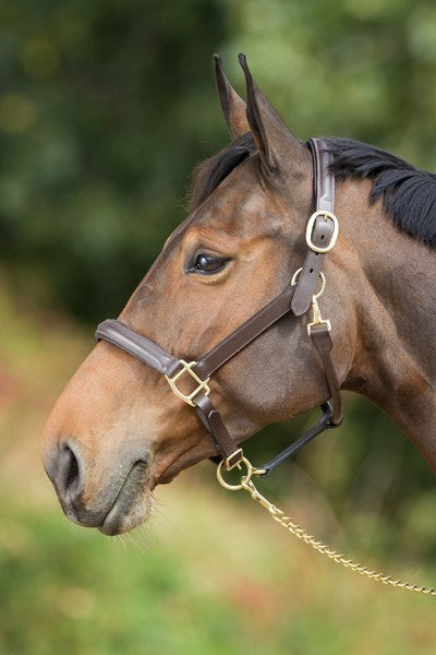 Chargez l'image dans la visionneuse de la galerie, Licol cuir bombé doublé