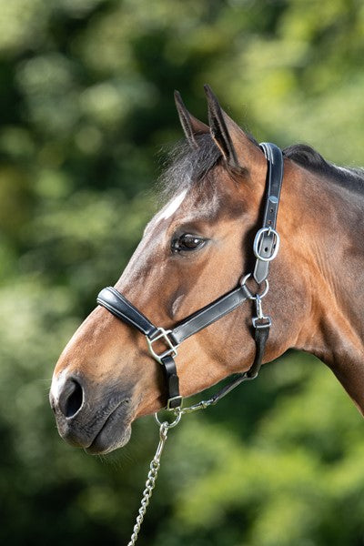 Chargez l'image dans la visionneuse de la galerie, Licol Grooming cuir