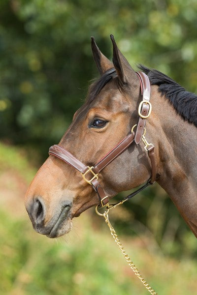 Chargez l'image dans la visionneuse de la galerie, Licol Grooming cuir