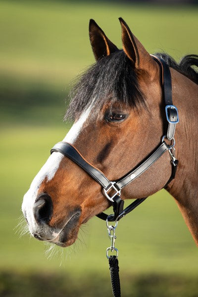 Chargez l'image dans la visionneuse de la galerie, Licol cuir bicolore doublé