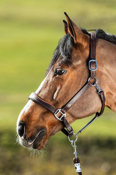 Chargez l'image dans la visionneuse de la galerie, Licol cuir bicolore doublé