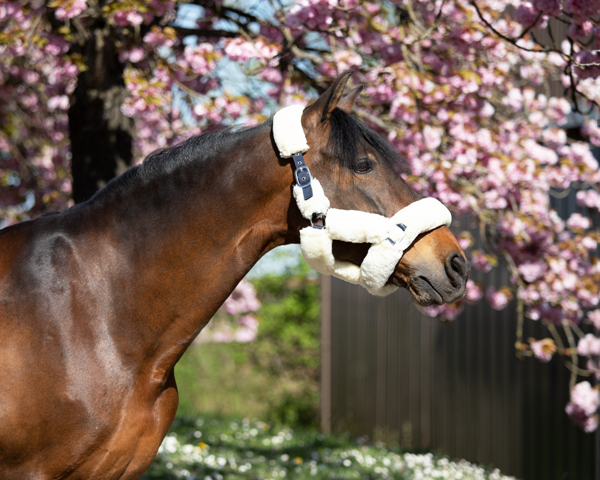 Chargez l'image dans la visionneuse de la galerie, Licol cosy