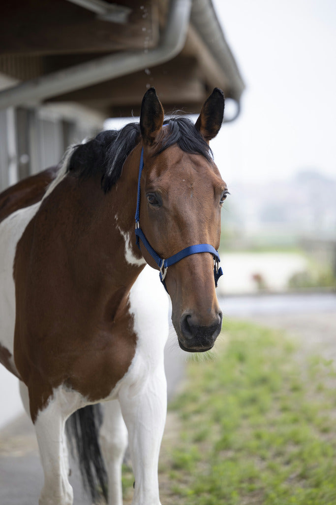 Chargez l'image dans la visionneuse de la galerie, Licol Nylon