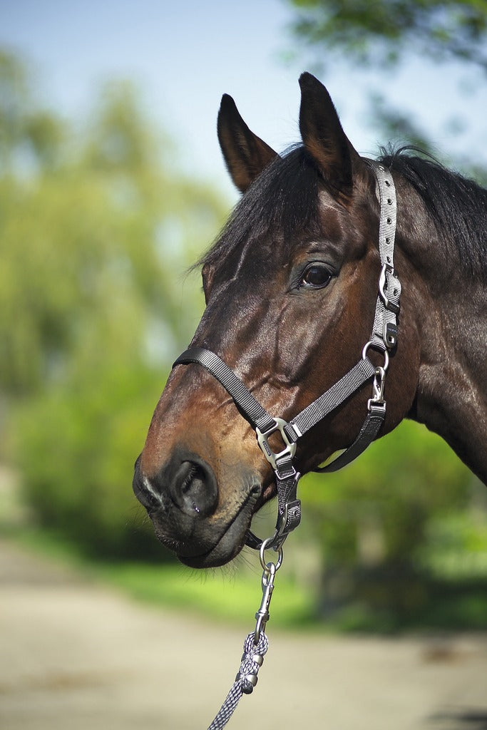 Chargez l'image dans la visionneuse de la galerie, Licol Nylon