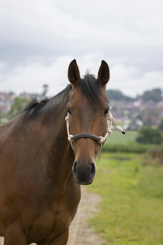 Chargez l'image dans la visionneuse de la galerie, Licol éthologique Nylon et cuir