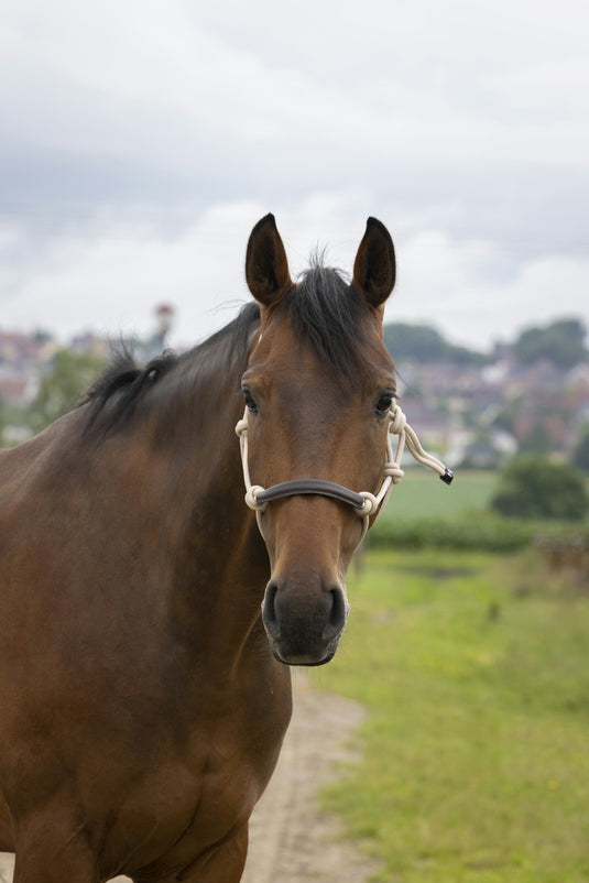 Licol éthologique Nylon et cuir