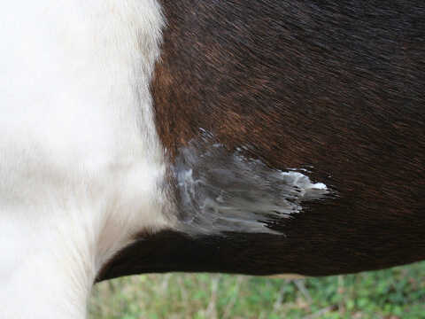 Chargez l'image dans la visionneuse de la galerie, NATJELY