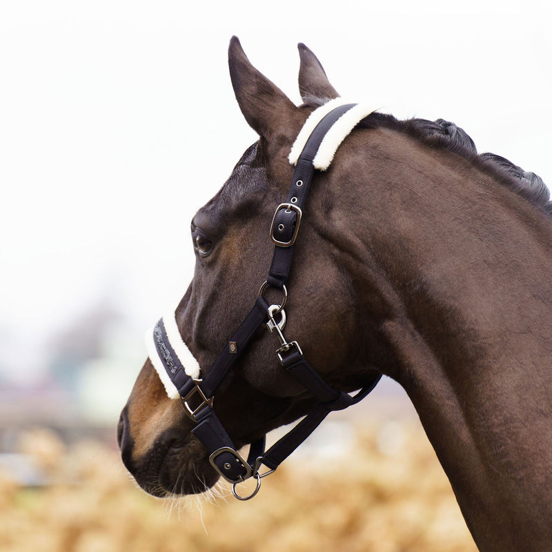 Chargez l'image dans la visionneuse de la galerie, Licol Jewel cheval