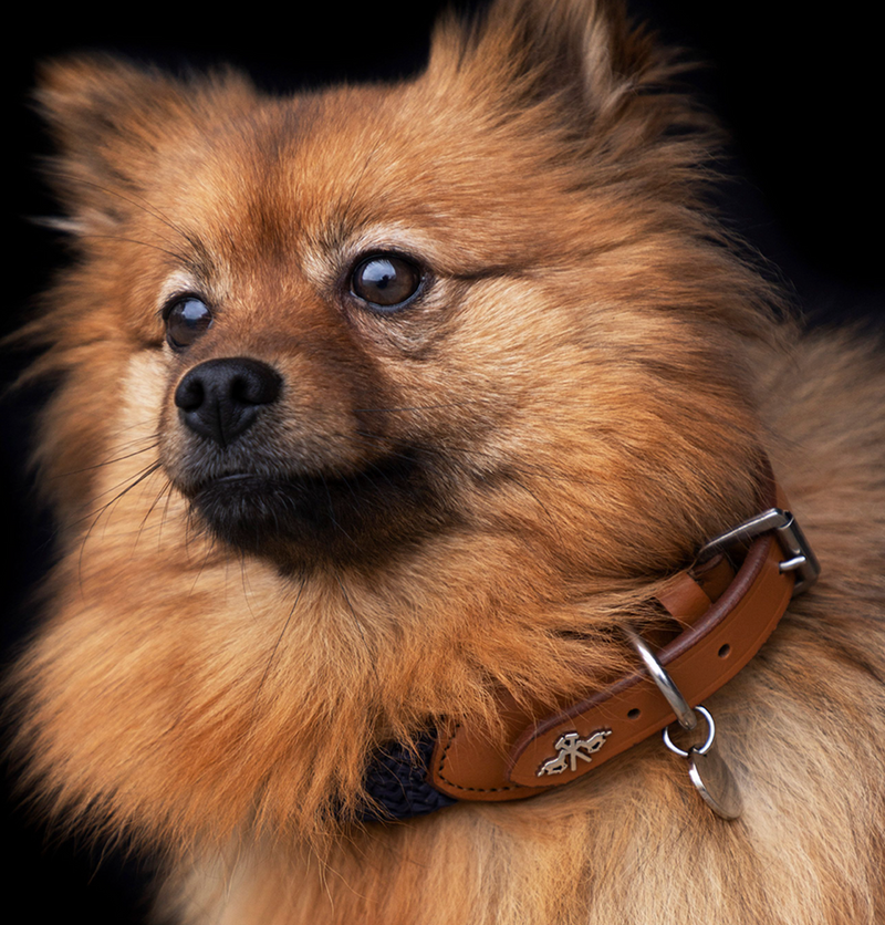 Chargez l'image dans la visionneuse de la galerie, Collier pour chien HVPFranck Rope HV Polo