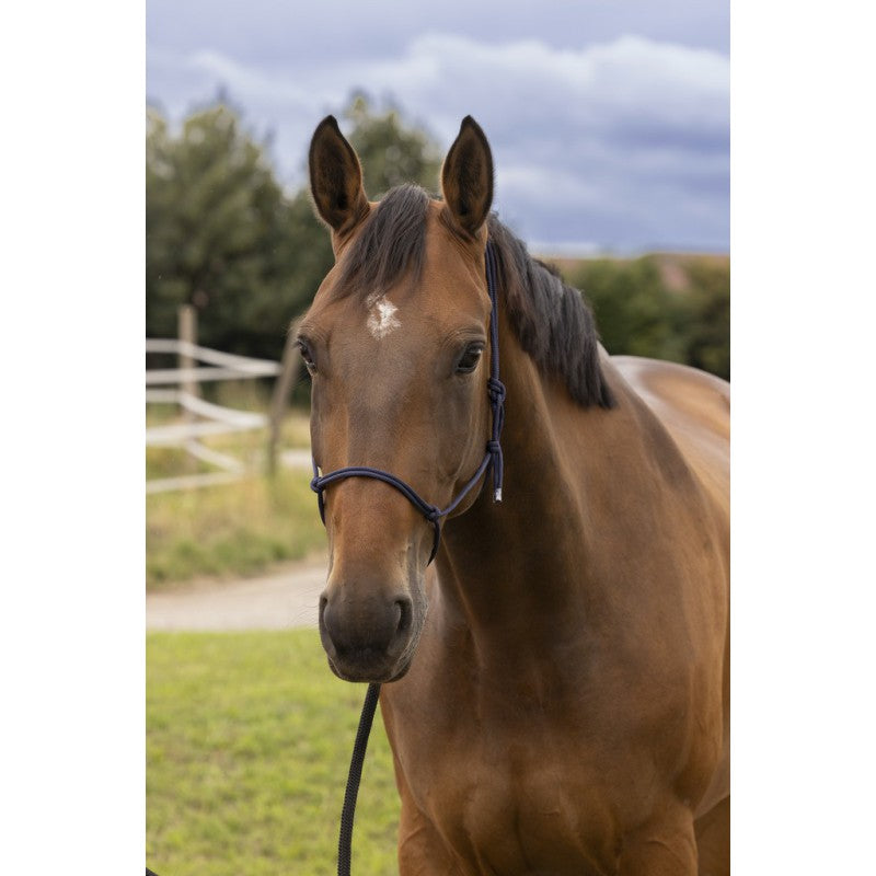 Chargez l'image dans la visionneuse de la galerie, Licol éthologique Norton Doux