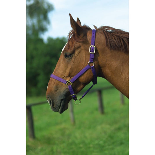 Licol Nylon cuir