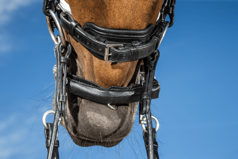 Chargez l'image dans la visionneuse de la galerie, Noir