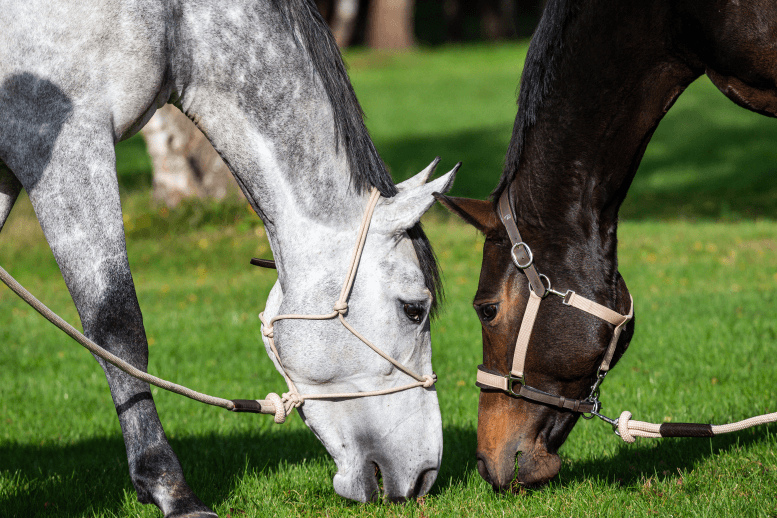 Chargez l'image dans la visionneuse de la galerie, Longe Avec Mousqueton Amovible 2 M