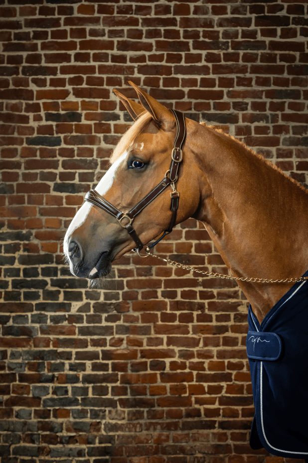 Chargez l'image dans la visionneuse de la galerie, Marron