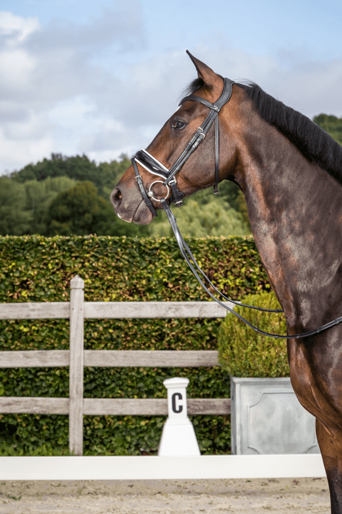 Chargez l'image dans la visionneuse de la galerie, Noir