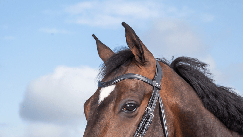 Chargez l'image dans la visionneuse de la galerie, Noir