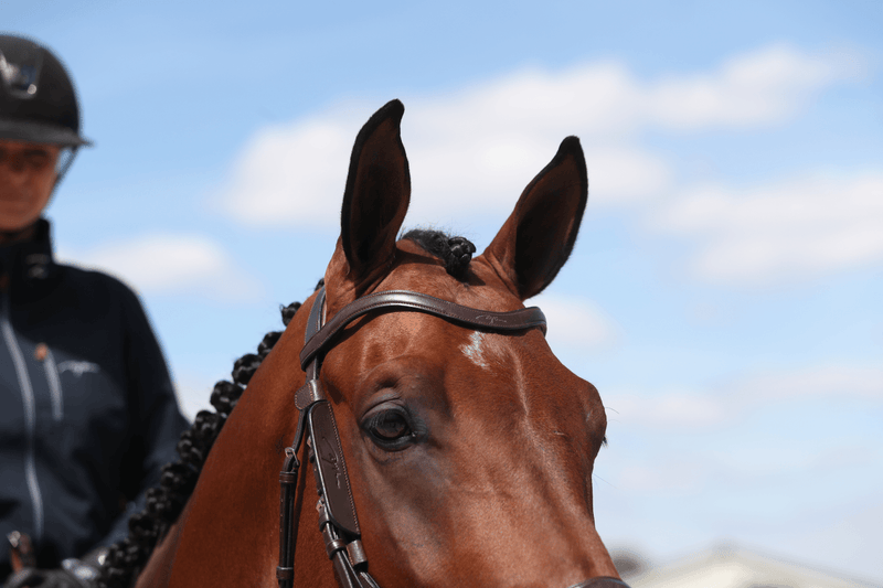 Chargez l'image dans la visionneuse de la galerie, Bun