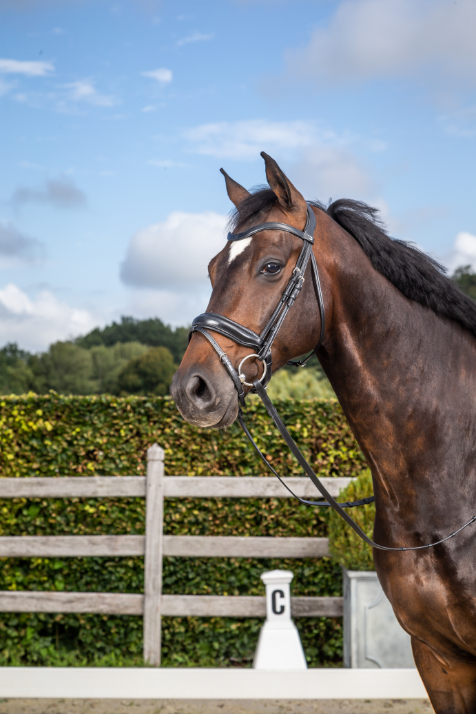 Chargez l'image dans la visionneuse de la galerie, Noir