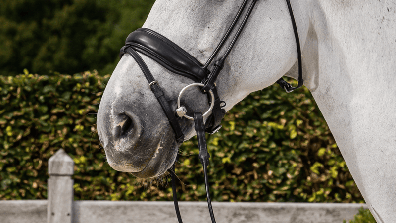 Chargez l'image dans la visionneuse de la galerie, Muserolle Combinée Large Mat NE round leather