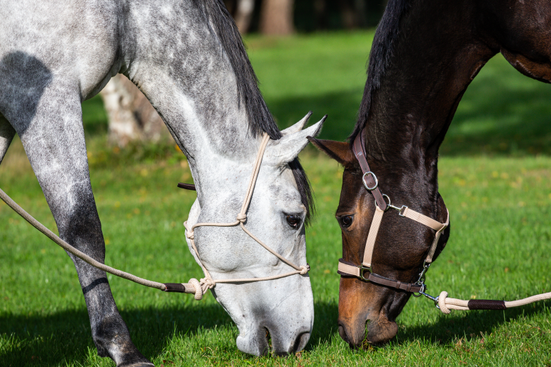 Chargez l'image dans la visionneuse de la galerie, LICOL EDUCATIF BRUN FULL LA CENSE BY DYON