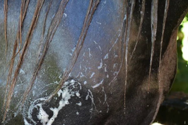 Chargez l'image dans la visionneuse de la galerie, Easyshine Shampoo grey