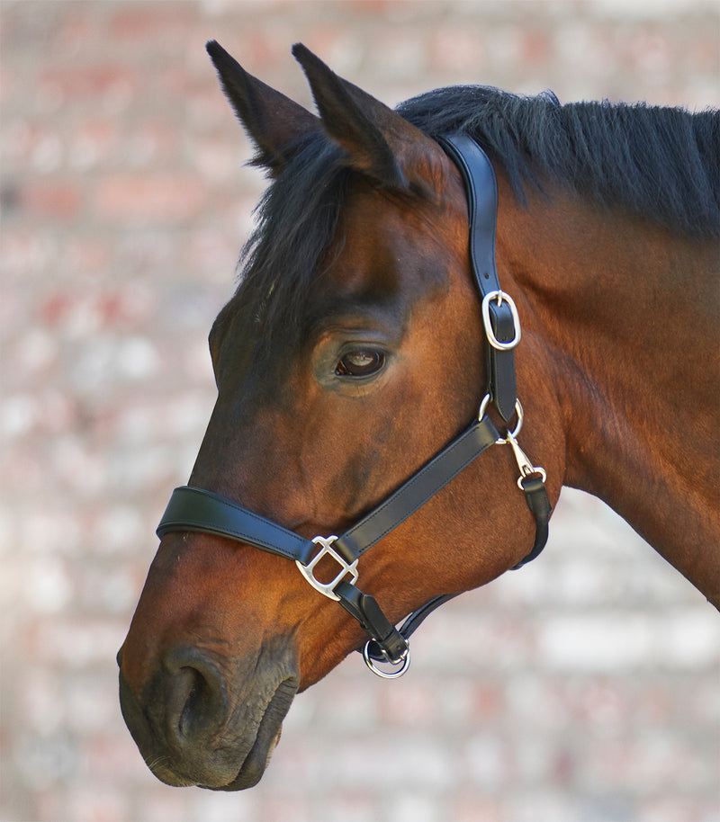 Chargez l'image dans la visionneuse de la galerie, Noir