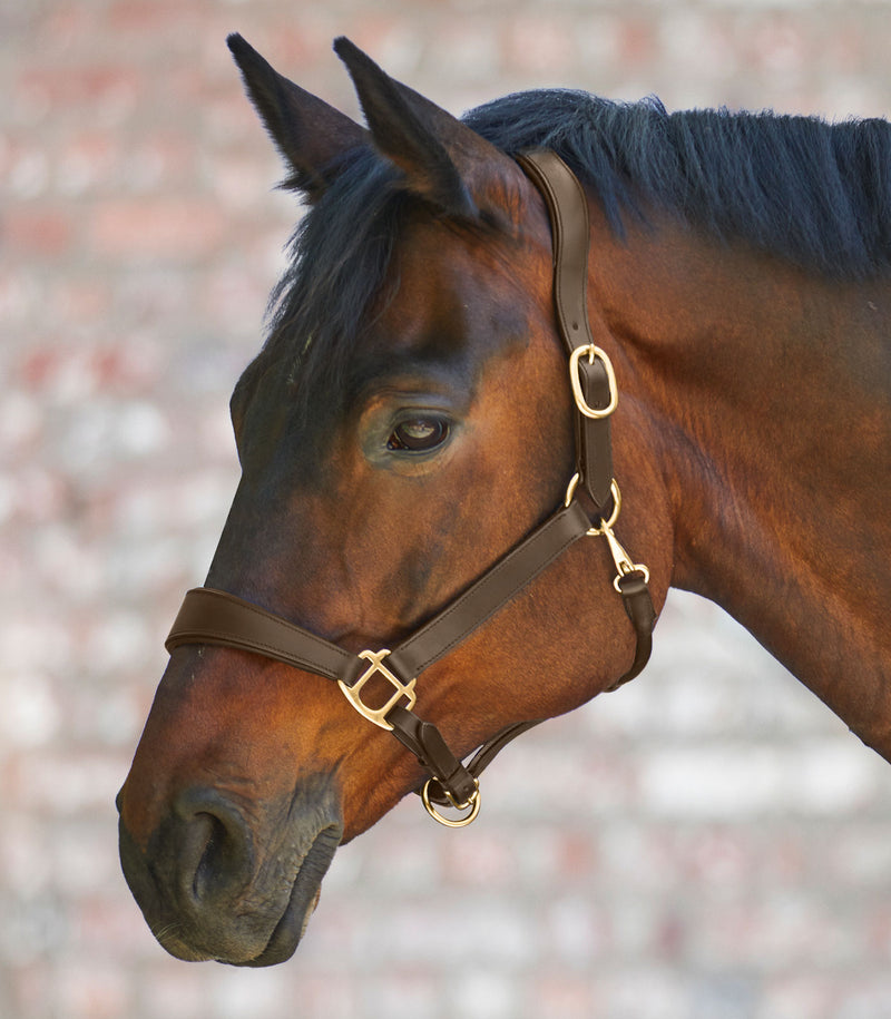 Chargez l'image dans la visionneuse de la galerie, Marron