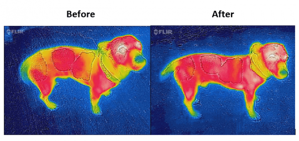 Chargez l'image dans la visionneuse de la galerie, Bucas Therapy Dog Rug
