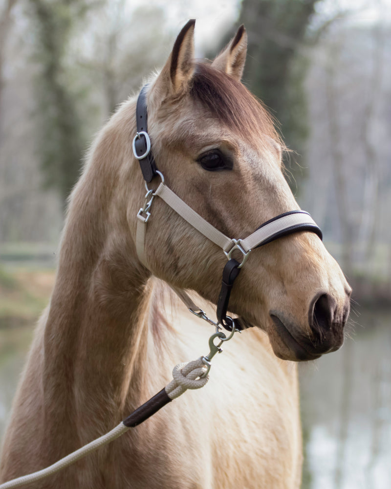 Chargez l'image dans la visionneuse de la galerie, Noir