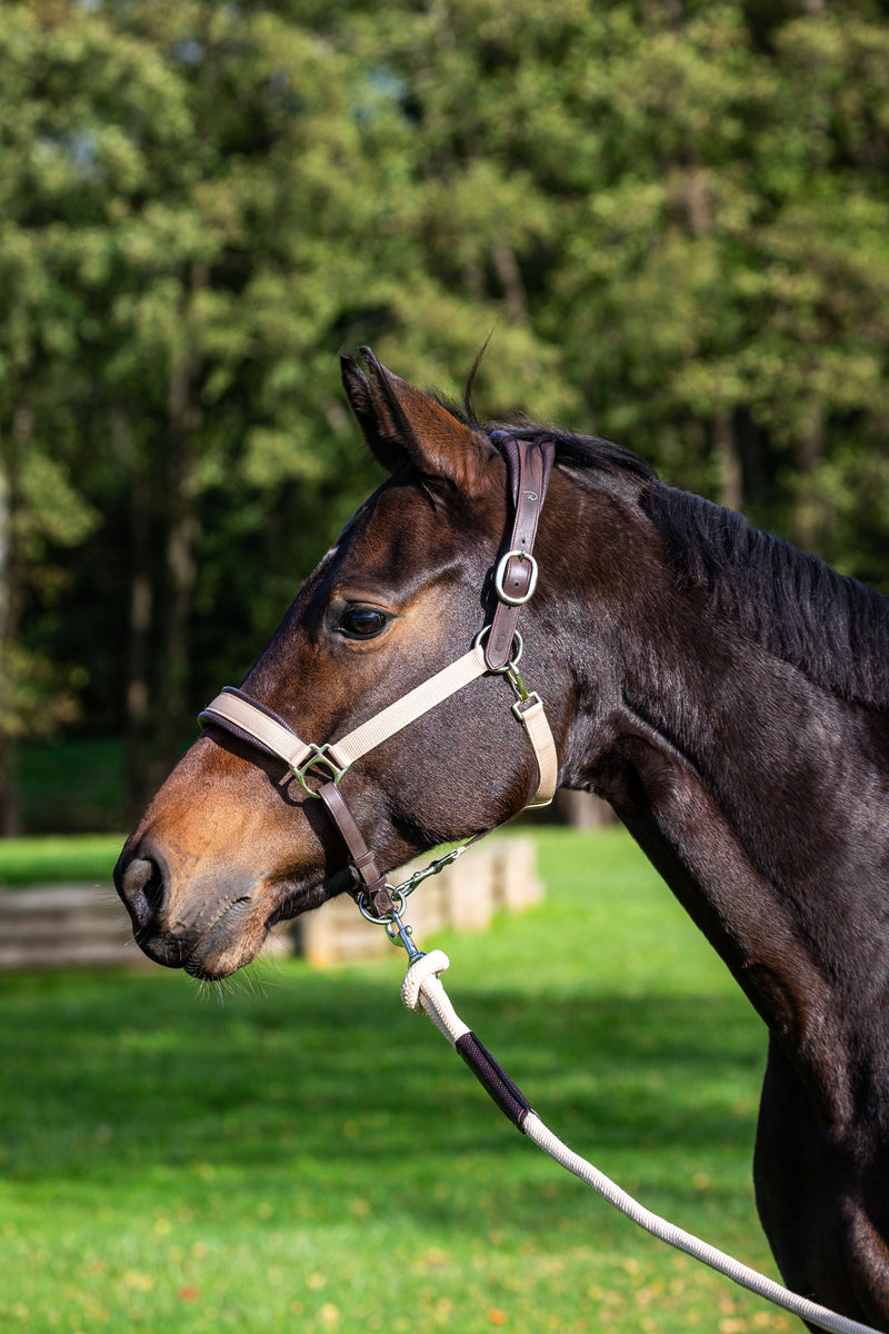 Chargez l'image dans la visionneuse de la galerie, Brun
