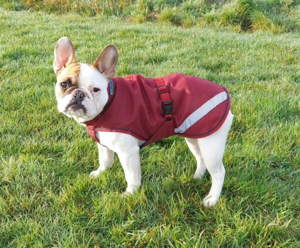 Chargez l'image dans la visionneuse de la galerie, Freedom Dog Rug 50g