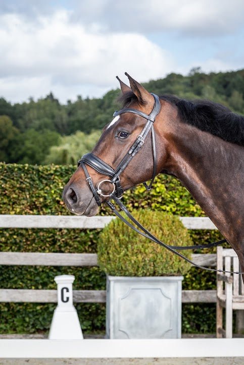 Chargez l'image dans la visionneuse de la galerie, Bridon Muserolle Combinée Large NE