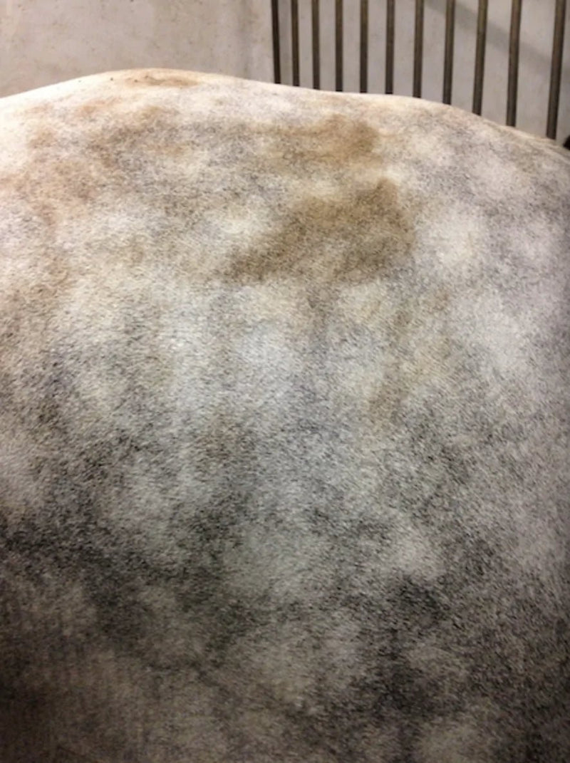 Chargez l'image dans la visionneuse de la galerie, Easyshine mouss