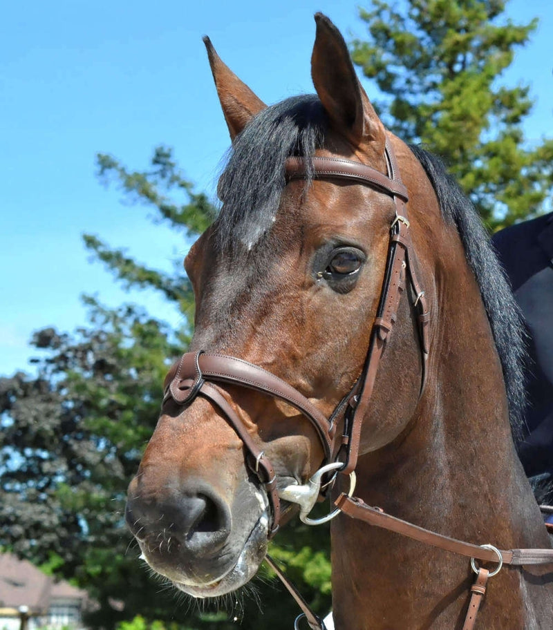 Chargez l'image dans la visionneuse de la galerie, Marron
