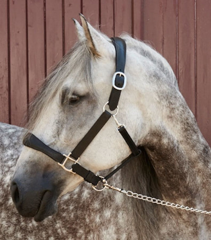 Chargez l'image dans la visionneuse de la galerie, Noir