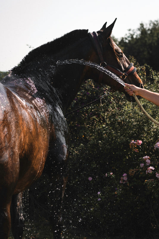 Électrolytes pour chevaux : tout comprendre pour bien choisir