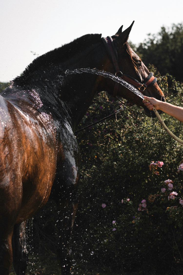 Électrolytes pour chevaux : tout comprendre pour bien choisir