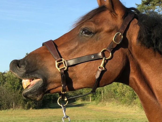 Licols et longes d’équitation : comment bien les choisir pour le confort et la sécurité de votre cheval