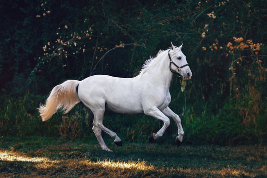 Cheval en effort sportif - électrolytes pour chevaux