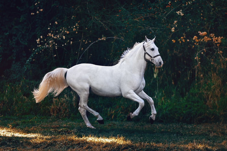 Cheval en effort sportif - électrolytes pour chevaux