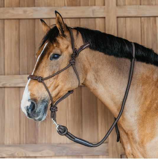 Licol d'Entrainement