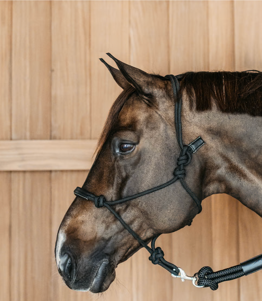 Licol d'Entrainement