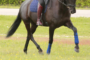 Bleu roi